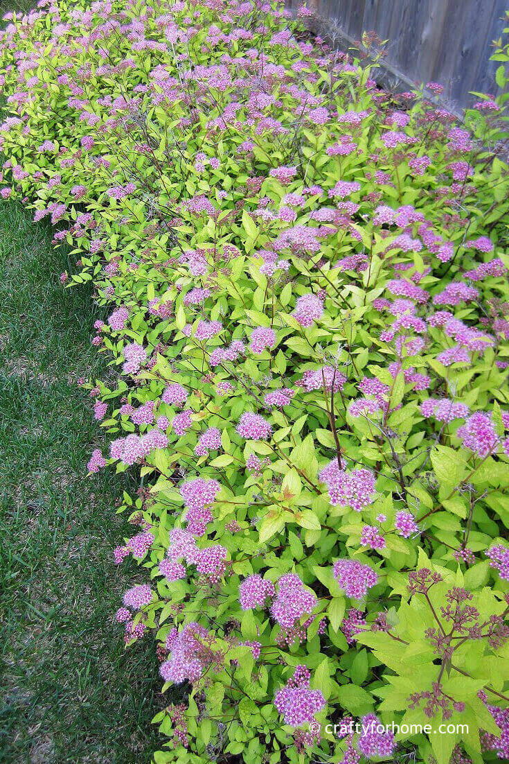 Chartreuse Magic Carpet Spirea