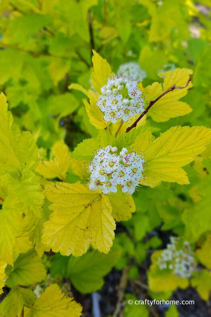 Chartreuse Ninebark