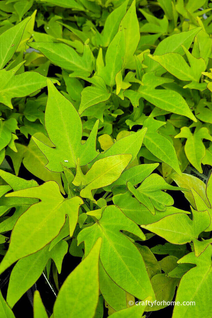Chartreuse Sweet Potato Plant