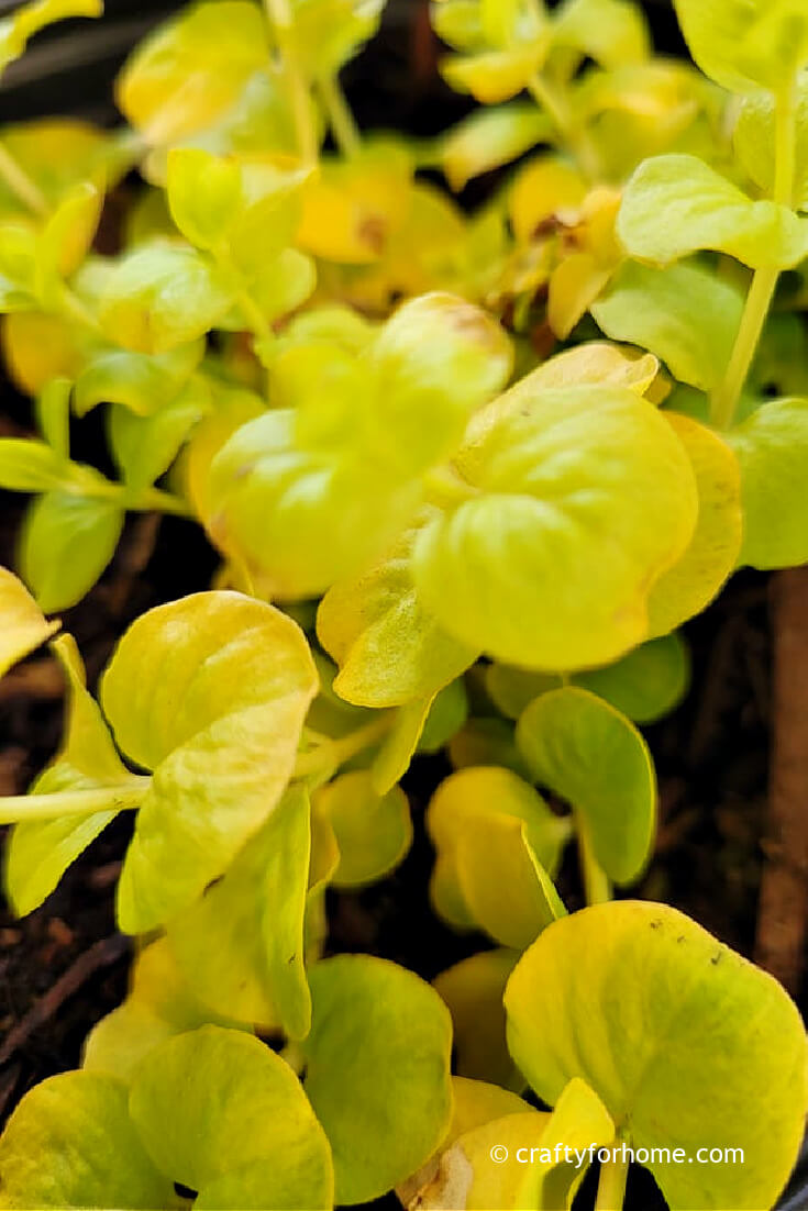 Creeping Jenny