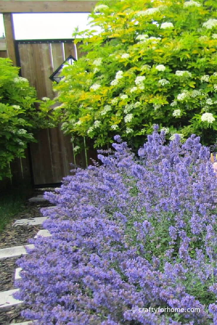 Image of Catmint companion plants for Magic Carpet Spirea