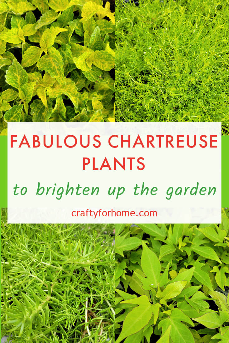 Fabulous Chartreuse Plants