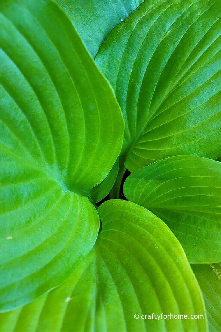 Lime Green Hosta