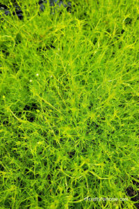 Scotch Moss