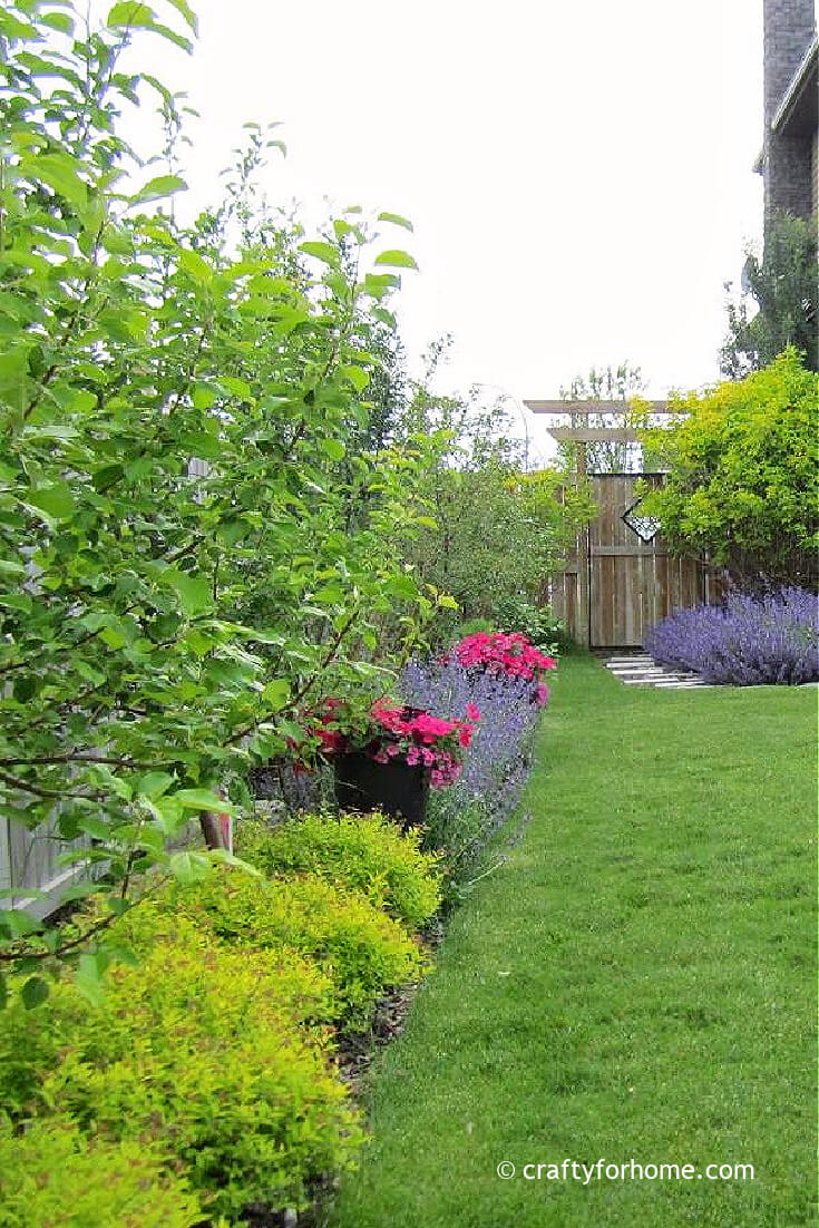 Spirea And Elderberry