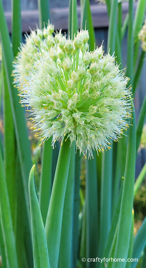 Green onion flower blooming.