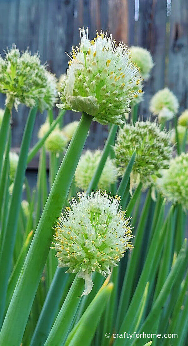 Green onion flowers.