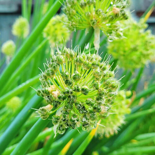 Harvest Onion Seeds How To Collect And Save Onion Seed Crafty For Home