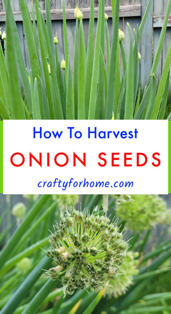 Onion seed to harvest.