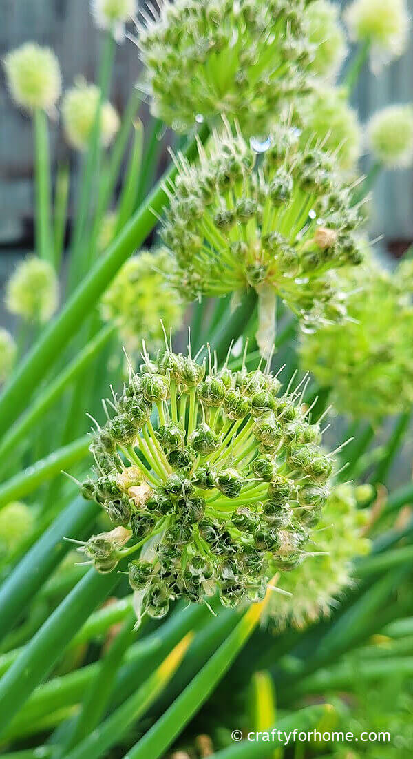 Onion seeds ready to harvest.