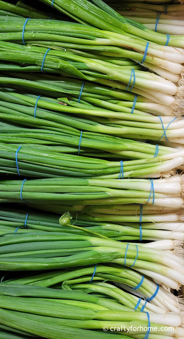 Bunching Scallions From Grocery Store.