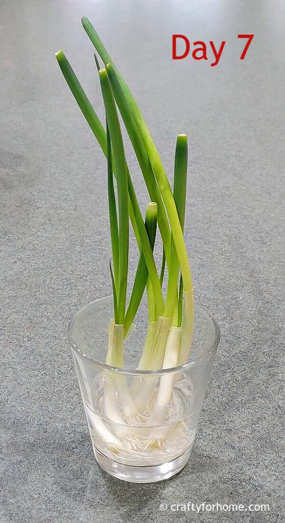 Regrow Green Onion In Water Crafty For Home regrow-green-onion-in-water-crafty-for-home