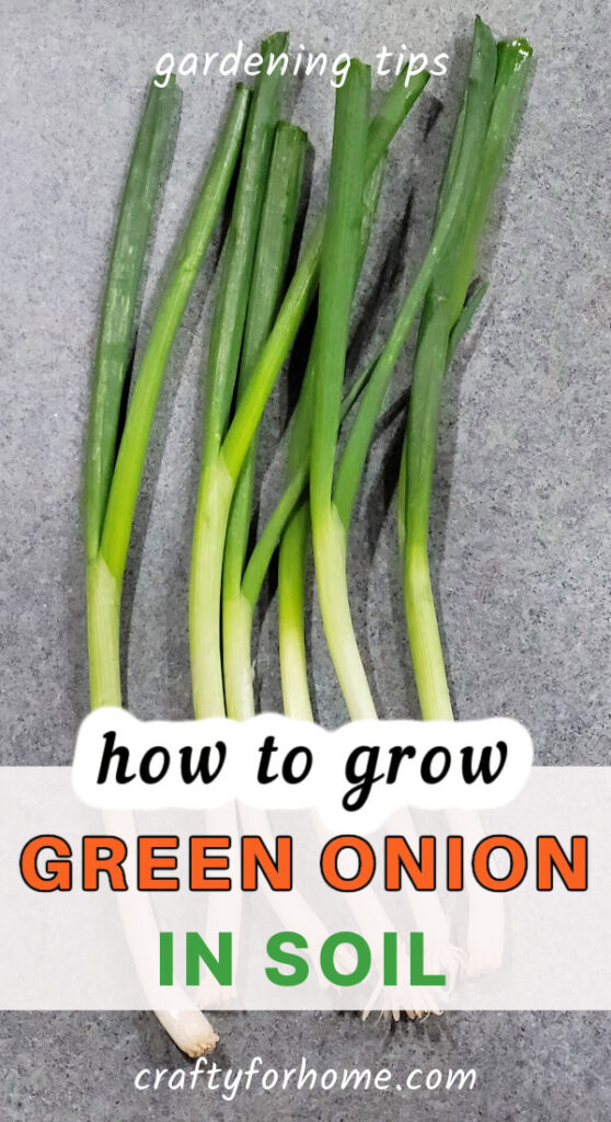 Growing Green Onion In Containers: Easy Kitchen Garden | Crafty For Home