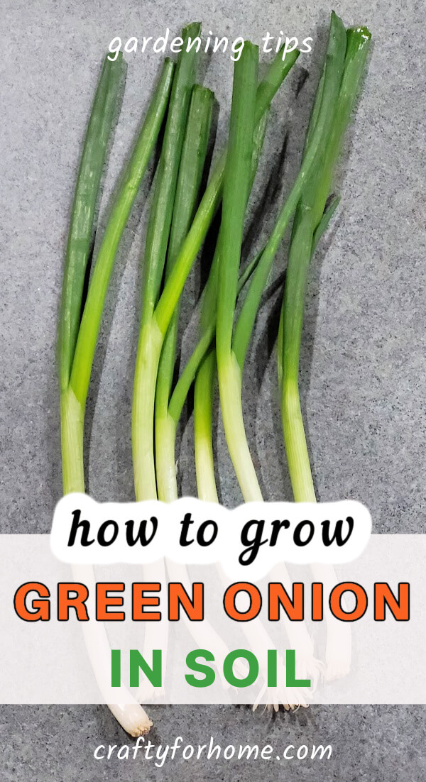 Green onion ready to grow in soil.