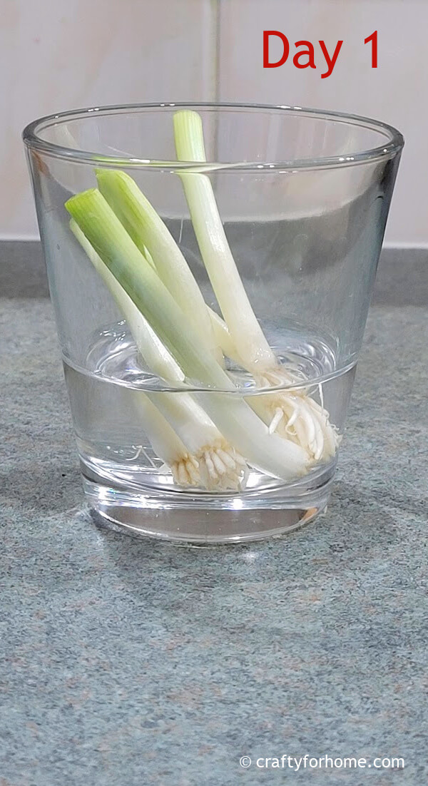 Green Onion Stalk On Glass Of Water.