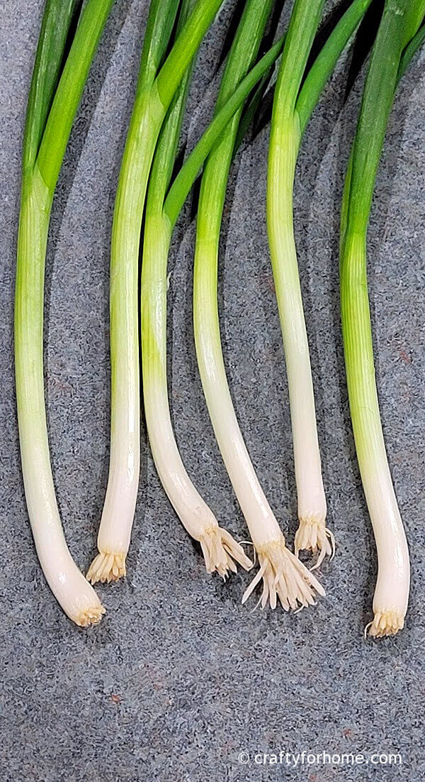 Green onion stalks with roots.
