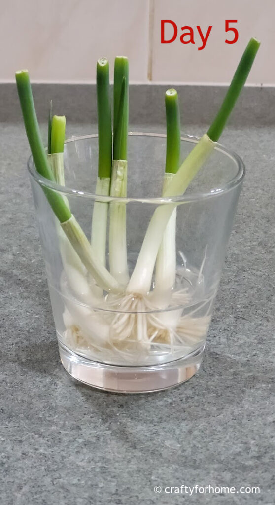 Regrow Green Onion In Water Crafty For Home