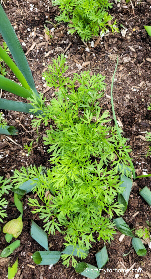 Green onion cuttings around carrot plants.