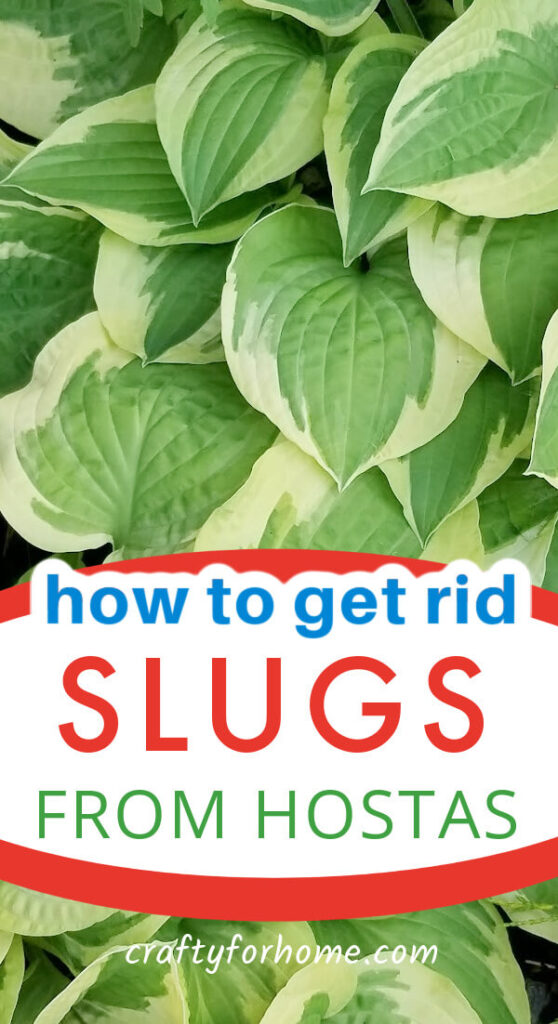Prevent Slugs On Hostas The Easy Way Crafty For Home
