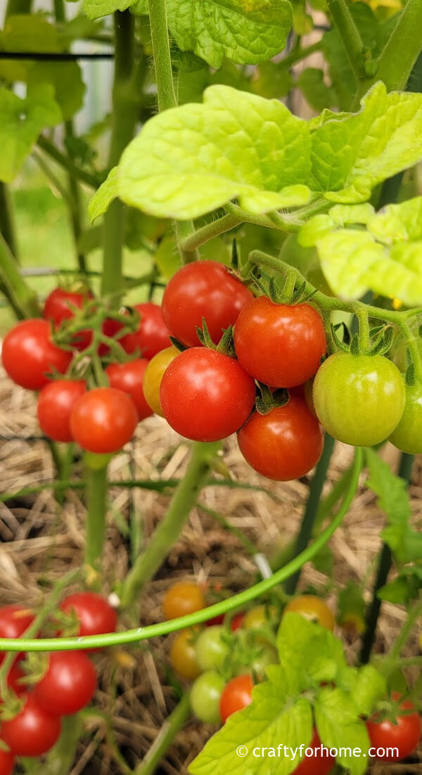 Tomatoes For Green Onion Companion 