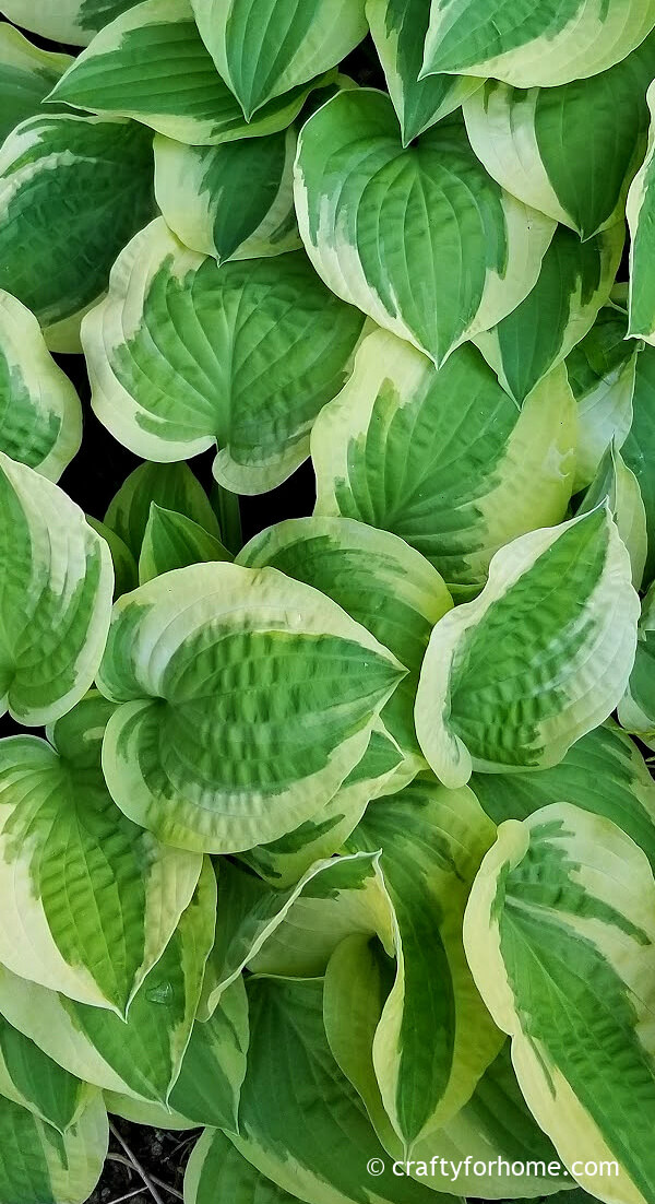 Variegated White And Green Hosta Foliage.