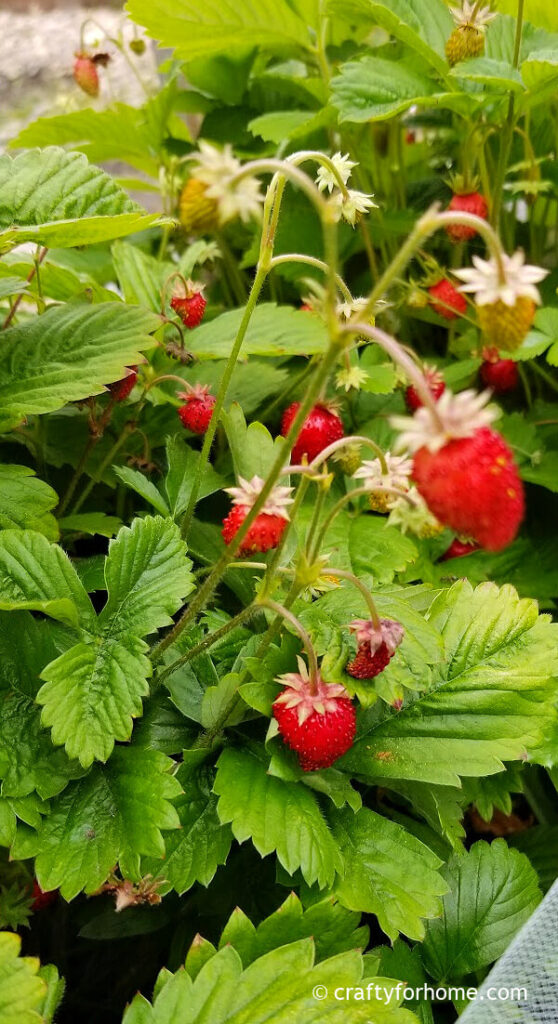 Alpine strawberries harvest time.