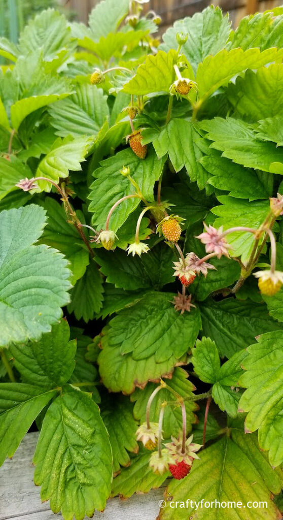 Alpine strawberry fruits.