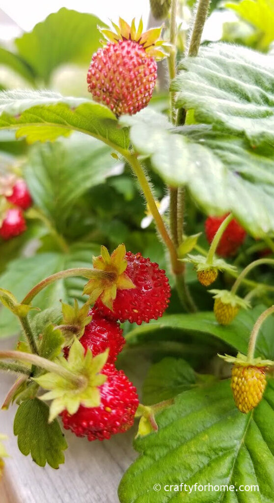 Aphid on alpine strawberries.