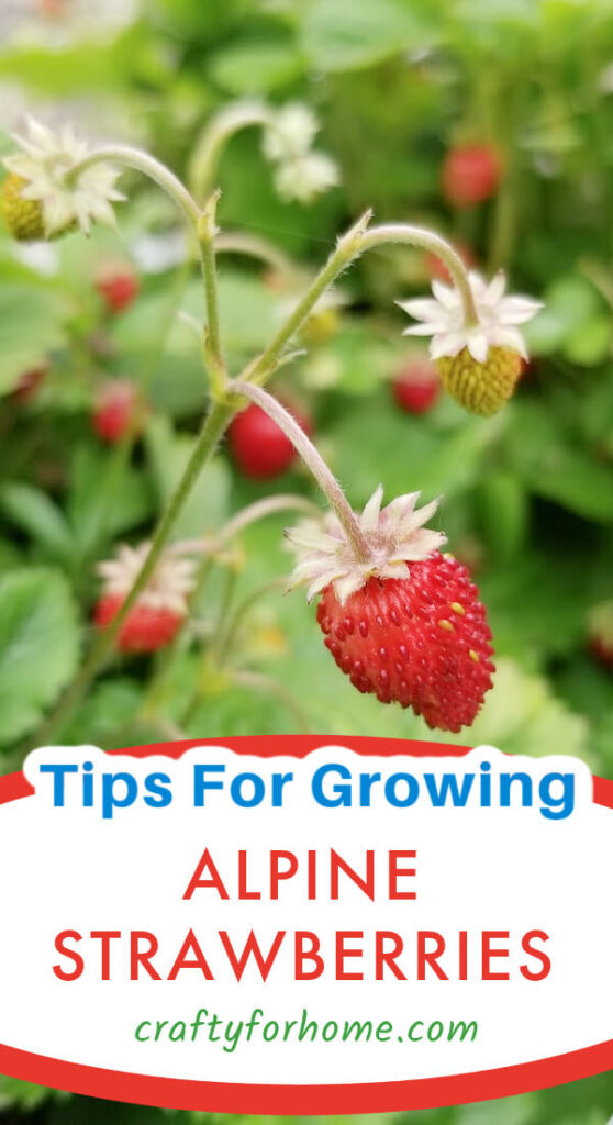 Growing Alpine Strawberries.