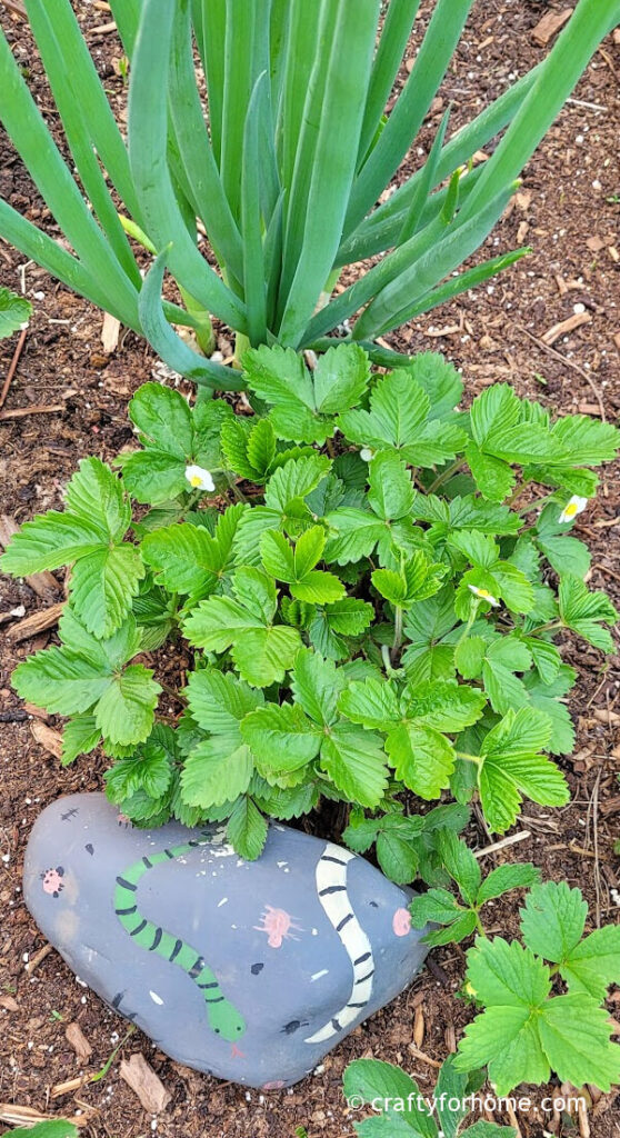 Onion growing beside alpine strawberry plant.