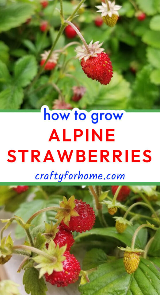Red Ripe Alpine Strawberries.