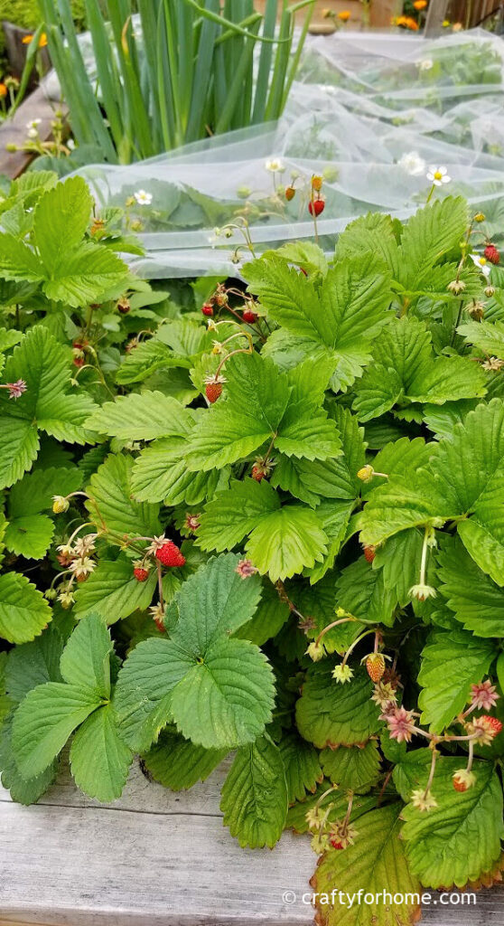 Tulle covering strawberry plants.