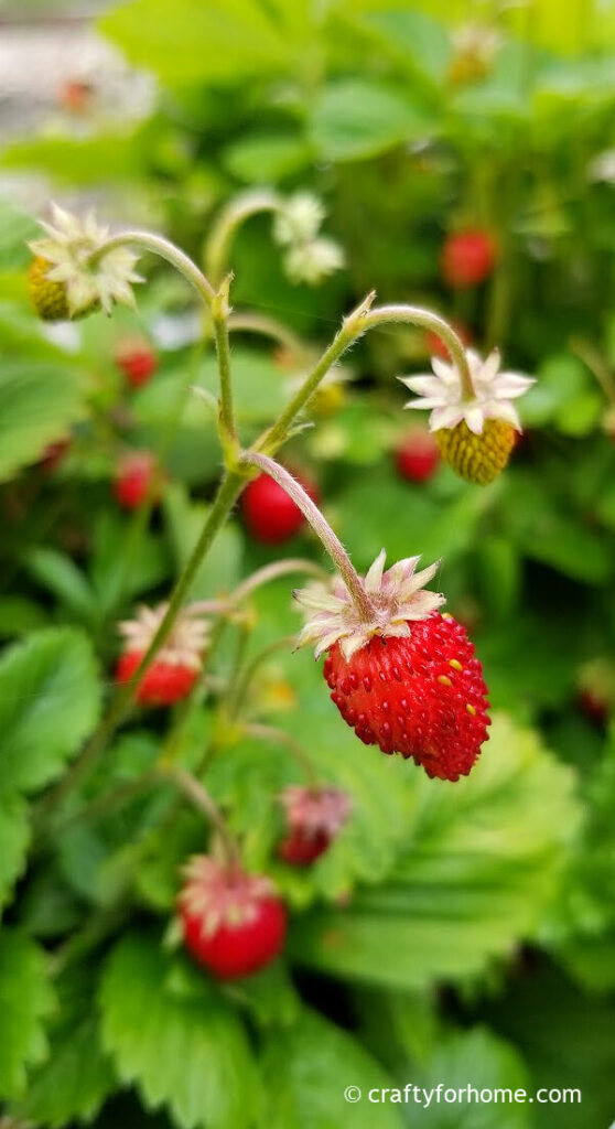 Vine ripen alpine strawberries.