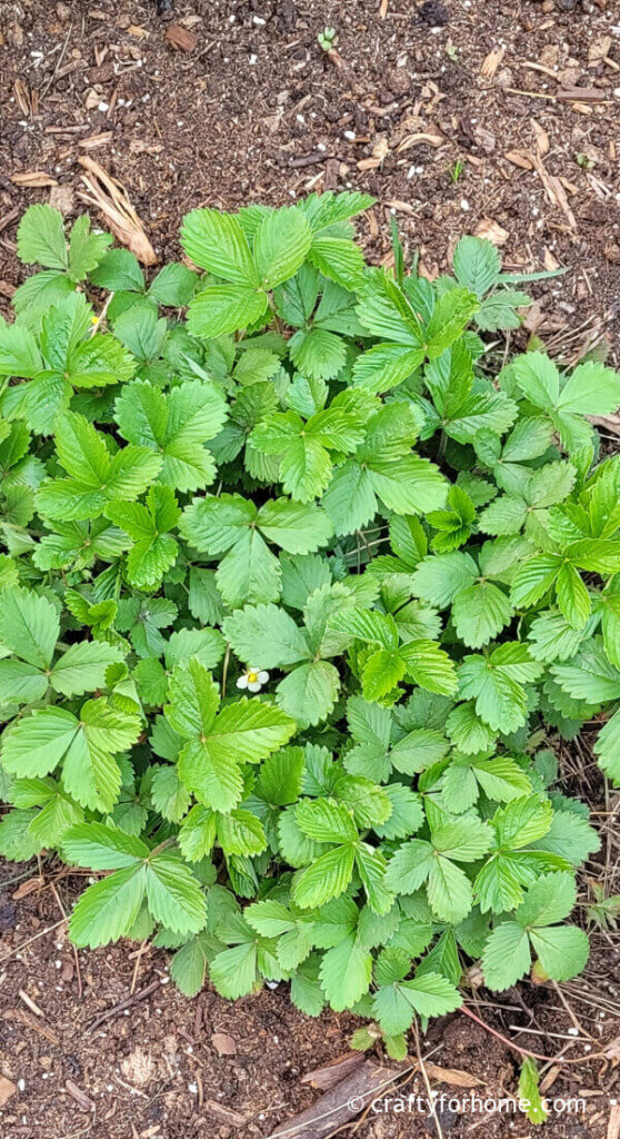 Wild strawberry plants.