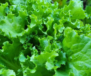 Lettuce growing from scraps ready to harvest.