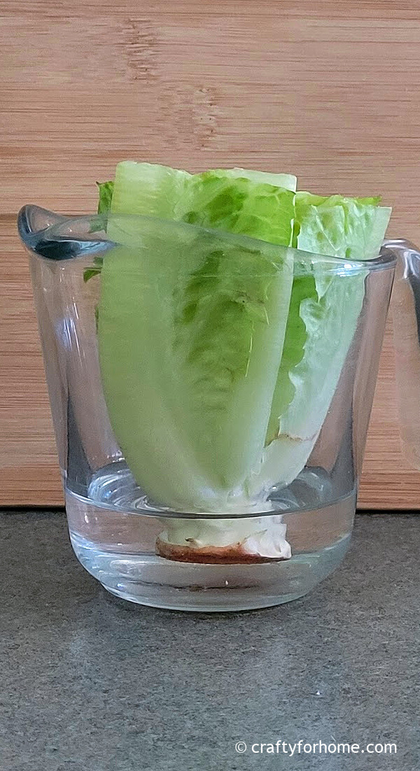 Lettuce cutting in water.