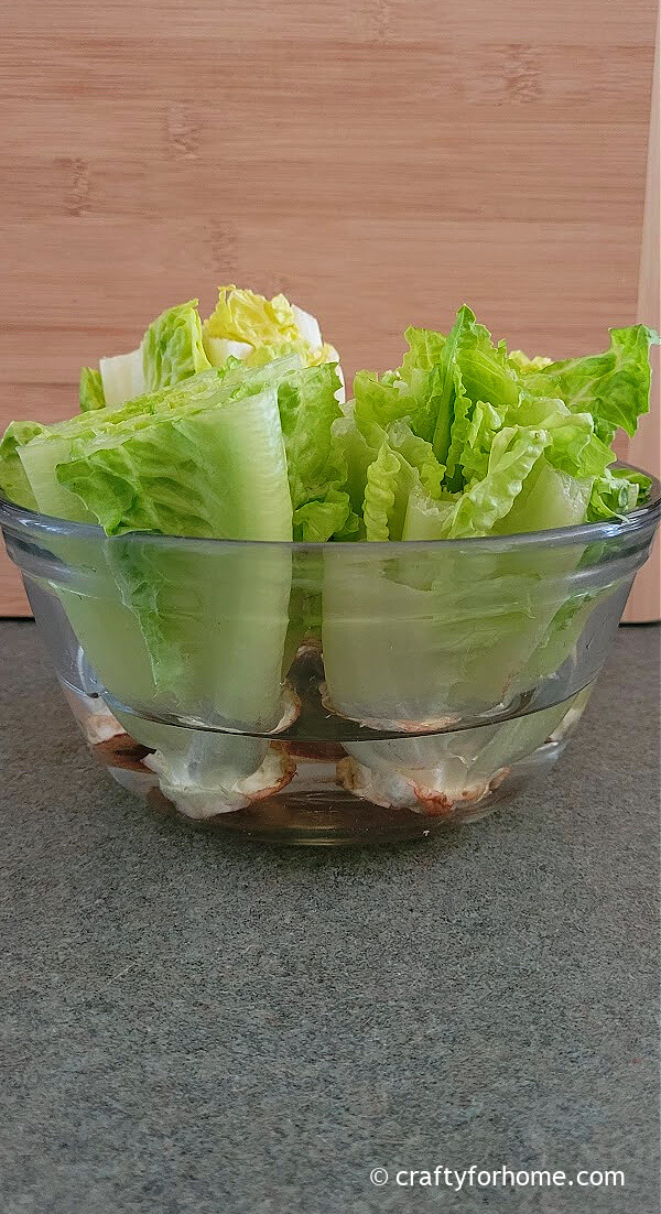Lettuce cuttings in bowl.