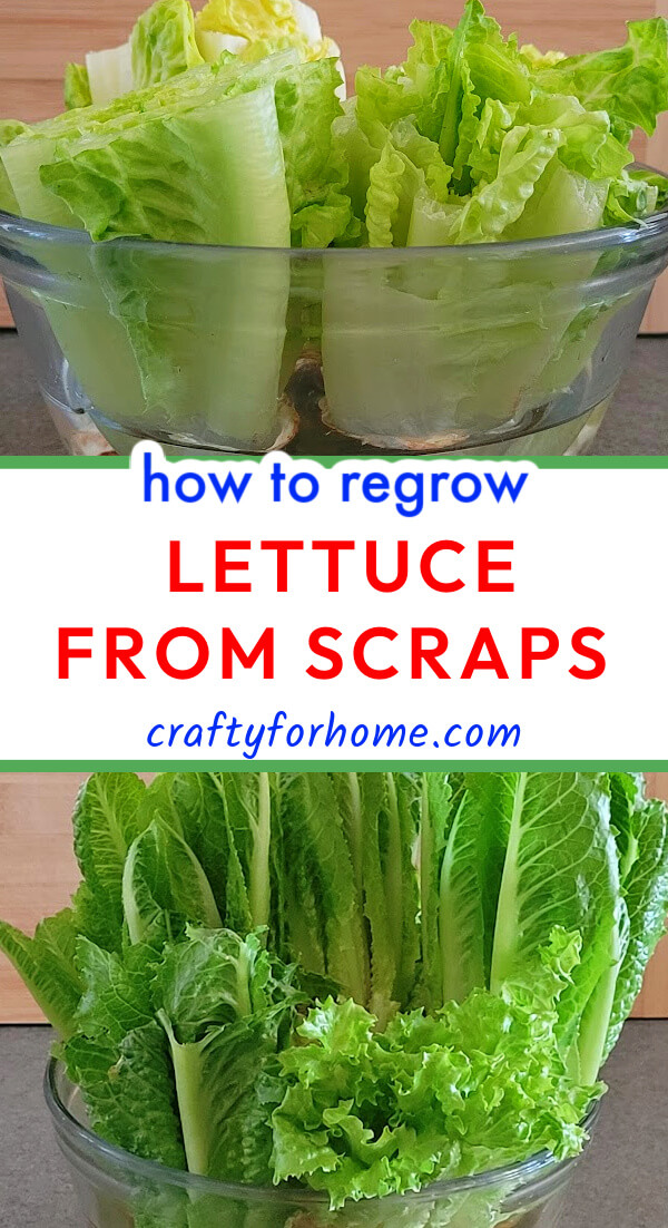 regrow lettuce in a glass bowl.
