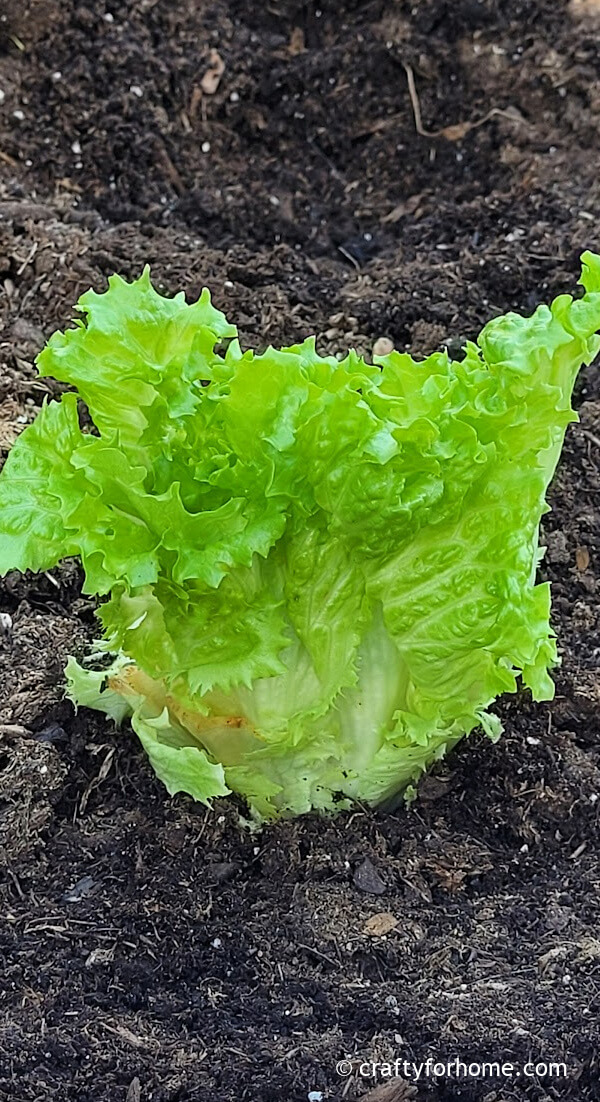 Lettuce growing in soil.