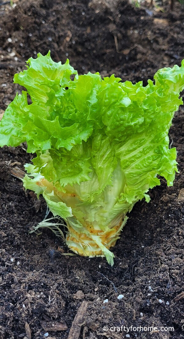 Lettuce in soil.