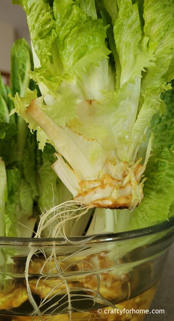 Lettuce root.