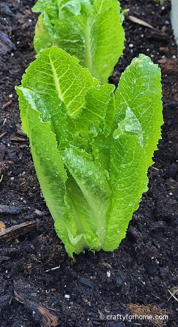 Romaine lettuce in soil.
