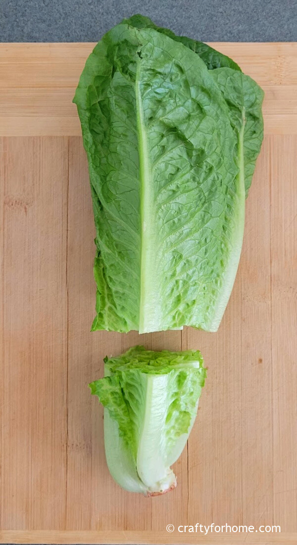 Trimmed romaine lettuce.